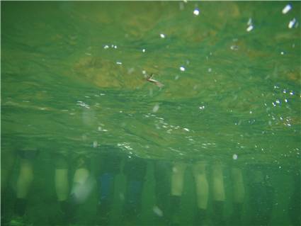 River crossing - the underwater edition