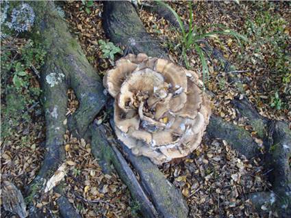 Mushroom burger anyone?
