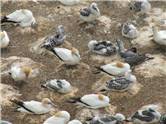Birds - Gannet colony - Muriwai beach.JPG