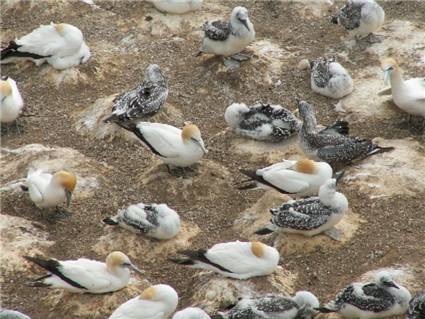 Birds - Gannet colony - Muriwai beach.JPG