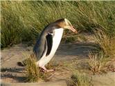 Yellow eyed penguin - Otago Peninsula