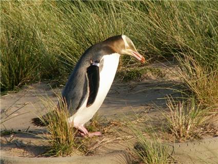 Yellow eyed penguin - Otago Peninsula