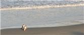 Yellow eyed penguin - Otago Peninsula 2