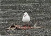 Red billed sea gull