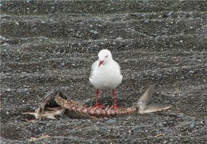 Red billed sea gull