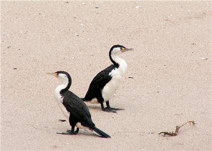 Spotted Shag