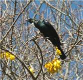 Tui on Kowhai tree