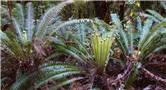 Crown fern - Blechnum discolor 