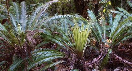 Crown fern - Blechnum discolor 