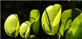 Kidney fern - Trichomanes reniforme
