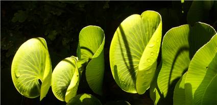 Kidney fern - Trichomanes reniforme