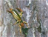 Tree weta (female)