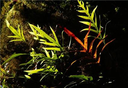 Hound's tongue fern - Phymatosorus diversifolius