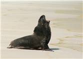 Hookers Sea Lion - Otago Peninsula