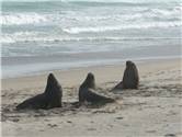 Hookers Sea Lion - Otago Peninsula 2