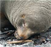 NZ Fur seal
