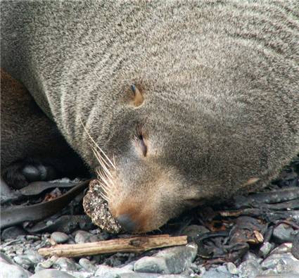 NZ Fur seal