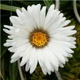 Mountain Daisy - Celmisia rutlandii