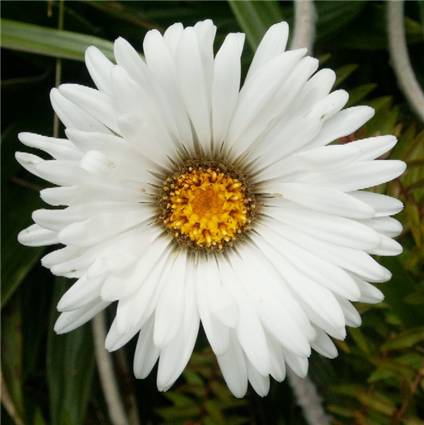 Mountain Daisy - Celmisia rutlandii