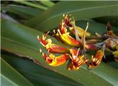 NZ Flax - Harakeke - Phormium sp