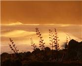 NZ Flax - Harakeke - Phormium sp 2