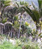 Nikau palms - Rhopalostylis sapida - Kahurangi NP