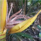 Nikau palm - Rhopalostylis sapida - inflorescence
