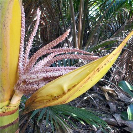 Nikau palm - Rhopalostylis sapida - inflorescence