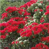Pohutukawa - Metrosideros excelsa