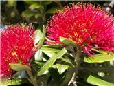 Pohutukawa - Metrosideros excelsa 2