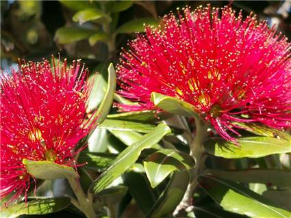 Pohutukawa - Metrosideros excelsa 2