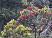 Rata in bloom - Metrosideros robusta