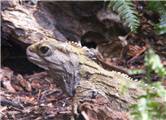 Tuatara- Sphenodon punctatus