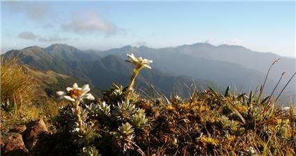 North Island Edelweiss - Leucogenes leontopodium