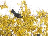 Tui - Loving the sweet nectar of the Kowhai Tree in October