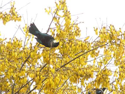 Tui - Loving the sweet nectar of the Kowhai Tree in October
