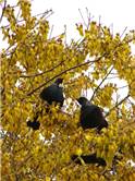 DSC00649 (Large).JPG