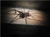 Cave Weta