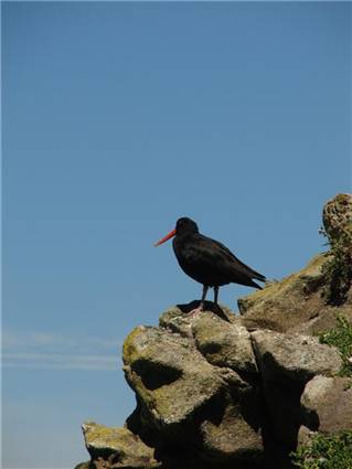 Variable Oystercatcher in Tasman Bay
