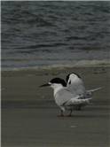 White Fronted Tern on Farewell Spit