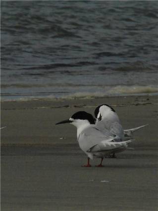 White Fronted Tern on Farewell Spit