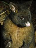Possum - don't be fooled by its cuteness, he's a vicious fucker!!