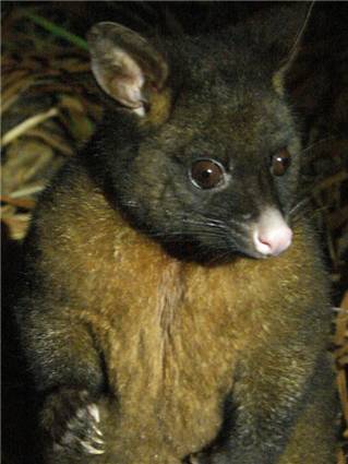 Possum - don't be fooled by its cuteness, he's a vicious fucker!!
