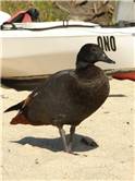 Paradise Duck at Tonga Bay
