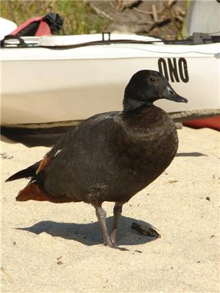 Paradise Duck at Tonga Bay