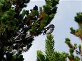 Tomtit in the Kaweka Ranges