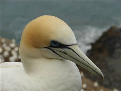 Gannet at Muriwai Beach