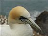 Gannet at Muriwai Beach