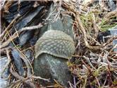 A weird kind of slug/homeless snail?