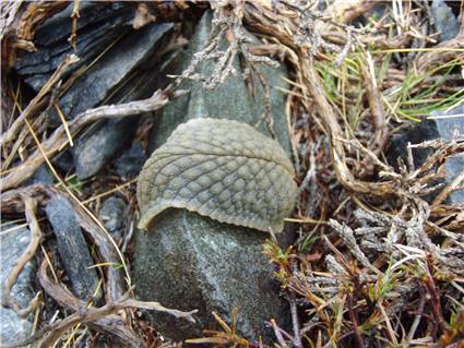 A weird kind of slug/homeless snail?